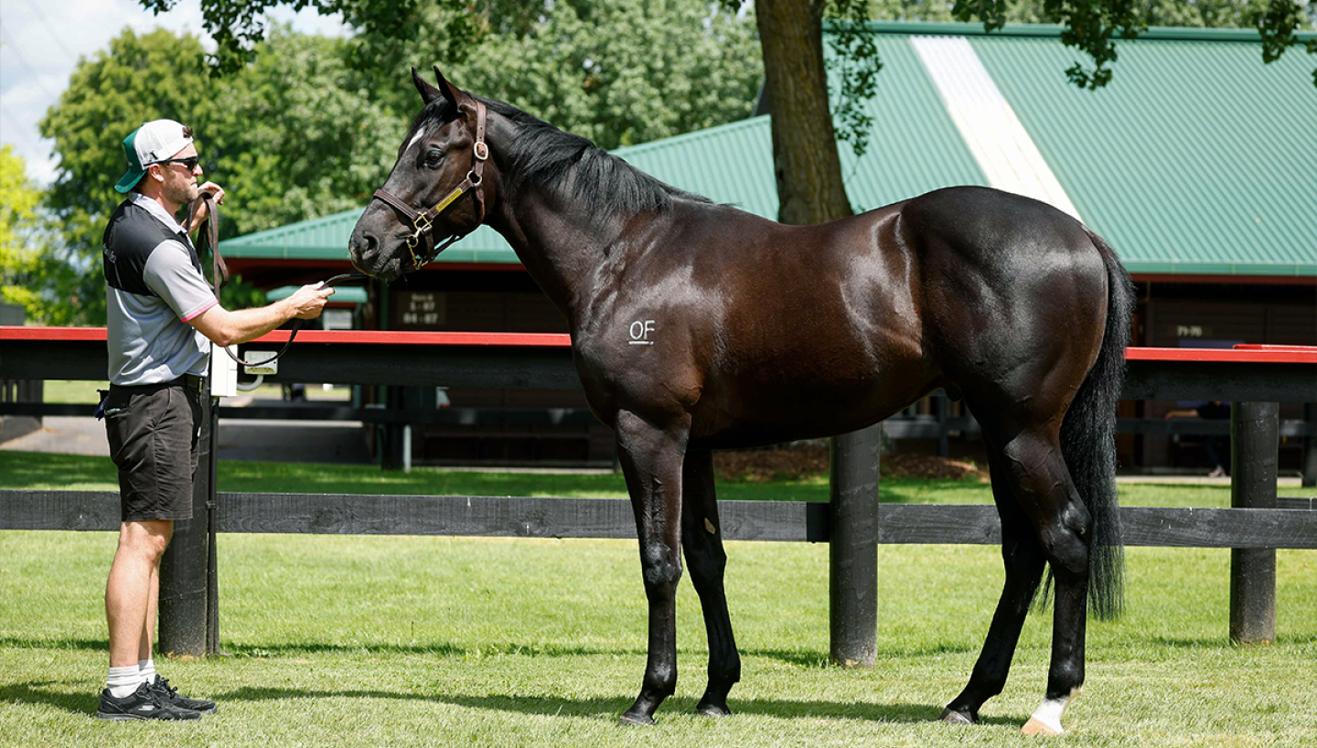 Ace High Colt Kingmakers Standing