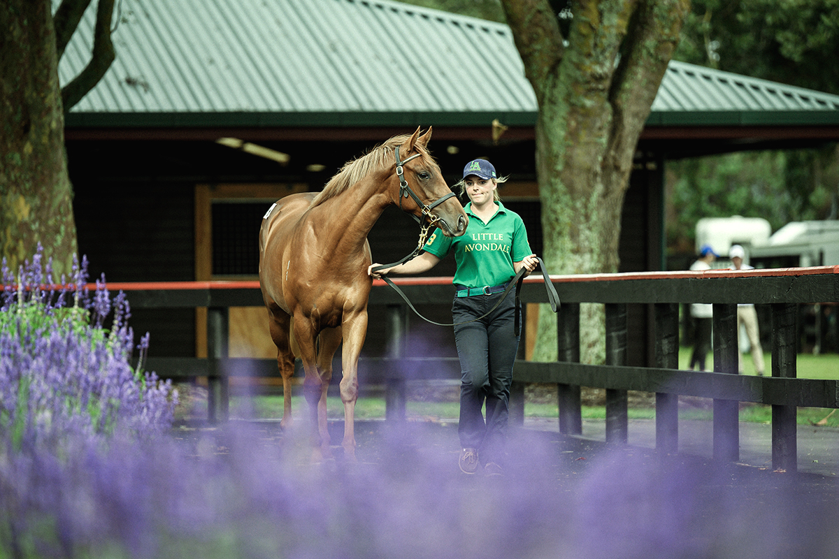 Karaka Parade Outer Parade Ring