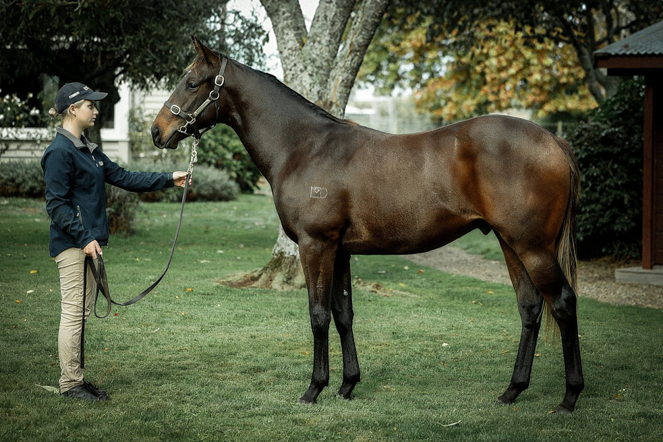 Preferment Danica Guy Racing Kingmakers 1