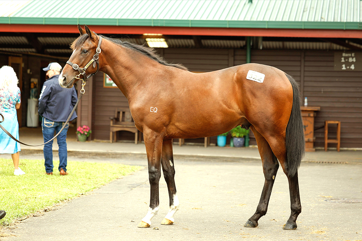 Satono Aladdin Website Photo 1200x800