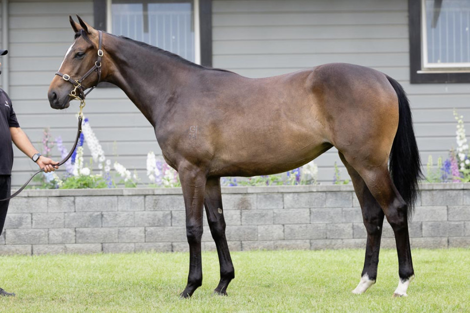 Tarzino Filly 1