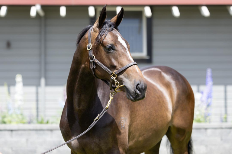 Tarzino Filly 2