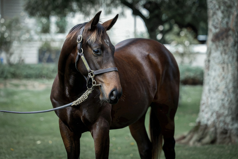Preferment Danica Guy Racing Kingmakers 2